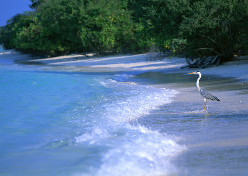 廃プラ処理が簡単に燃料、電気、なしで処理、高地5000mでも砂漠でも可動。磁気熱分解装置W-MTD。